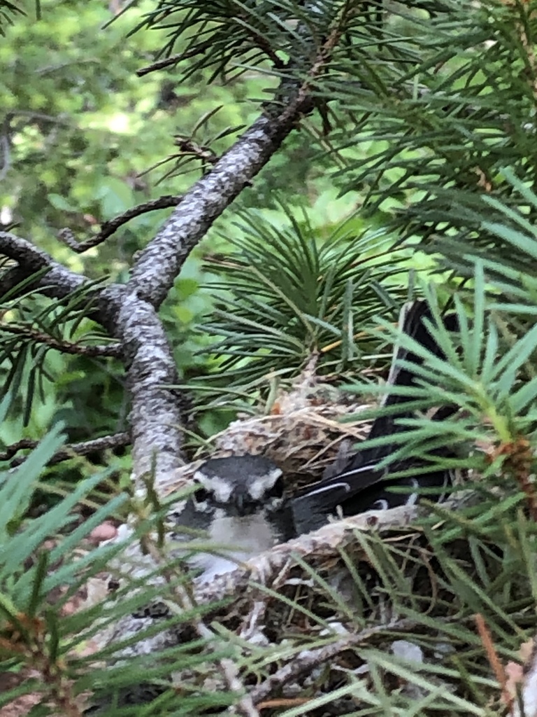 Vireo plumbeus montanus