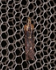 Cathyalia pallicostalis