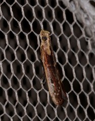 Cathyalia pallicostalis