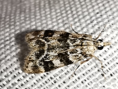 Eudonia delunella