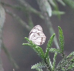 Melanargia