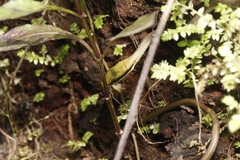 Dendrelaphis girii