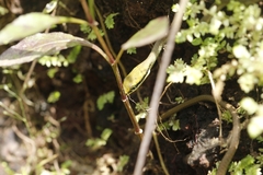 Dendrelaphis girii