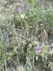 Penstemon