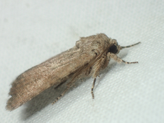 Spodoptera pecten