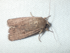 Spodoptera pecten