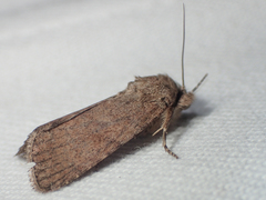 Spodoptera pecten