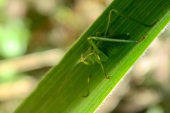 Platylyra californica