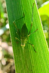 Platylyra californica