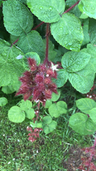 Rubus phoenicolasius