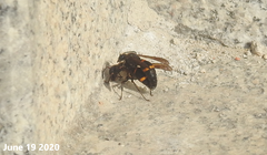 Orancistrocerus drewseni