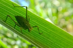 Platylyra californica