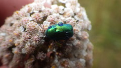 Cryptocephalus hypochaeridis