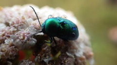 Cryptocephalus hypochaeridis