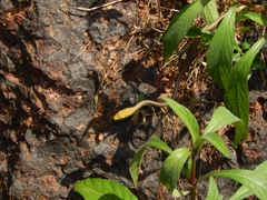 Dendrelaphis girii
