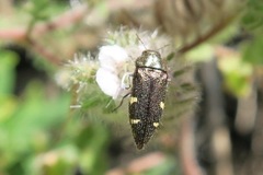 Acmaeodera prorsa