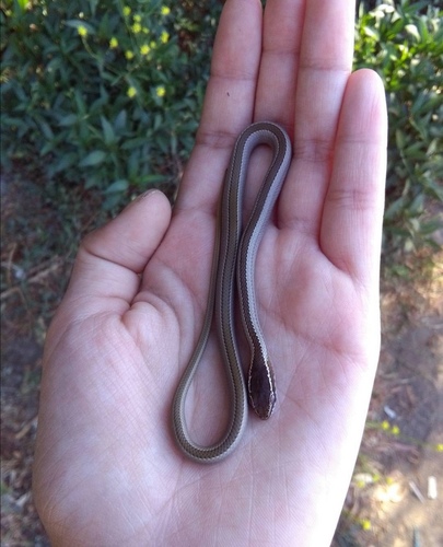 Chilean Green Racer