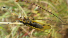 Libelloides longicornis