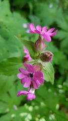 Microbotryum silenes-dioicae