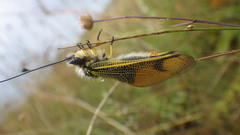 Libelloides longicornis