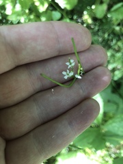 Alliaria petiolata