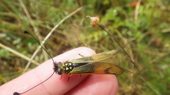 Libelloides longicornis