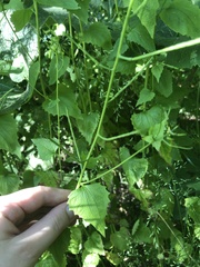 Alliaria petiolata