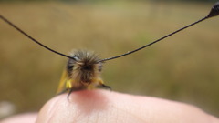 Libelloides longicornis