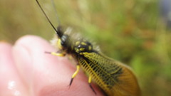 Libelloides longicornis