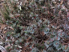 Melichrus erubescens