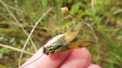 Libelloides longicornis