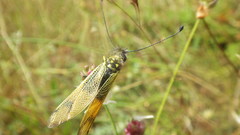 Libelloides longicornis