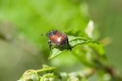 Phyllopertha horticola