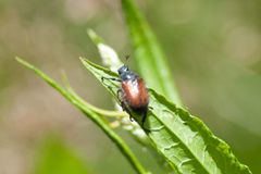 Phyllopertha horticola