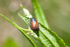Phyllopertha horticola
