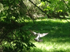 Columba palumbus