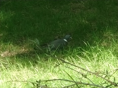 Columba palumbus