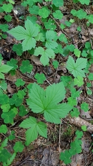 Rubus humulifolius