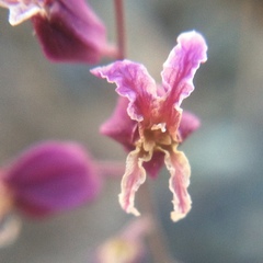 Streptanthus glandulosus pulchellus