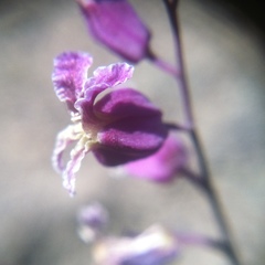 Streptanthus glandulosus pulchellus