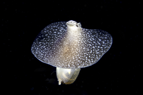 Thin Bubble-shell