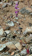 Streptanthus glandulosus pulchellus