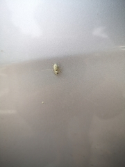 Phintelloides versicolor