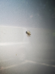 Phintelloides versicolor