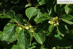 Actinidia