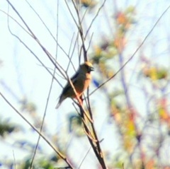 Coccothraustes coccothraustes