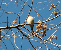 Carduelis carduelis