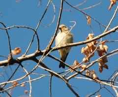 Carduelis carduelis