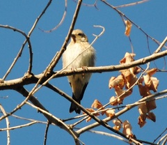Carduelis carduelis