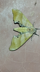 Marumba nympha